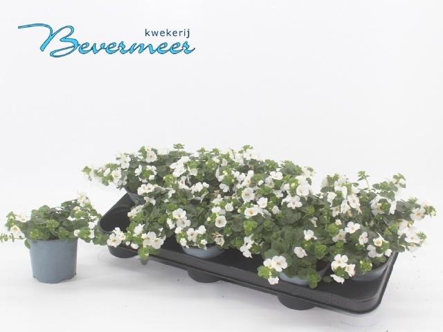 Горшечные цветы и растения оптом Sut Big White Falls от 12шт из Голландии с доставкой по России Горшечные цветы и растения оптом Sut Big White Falls от 12шт из Голландии с доставкой по России