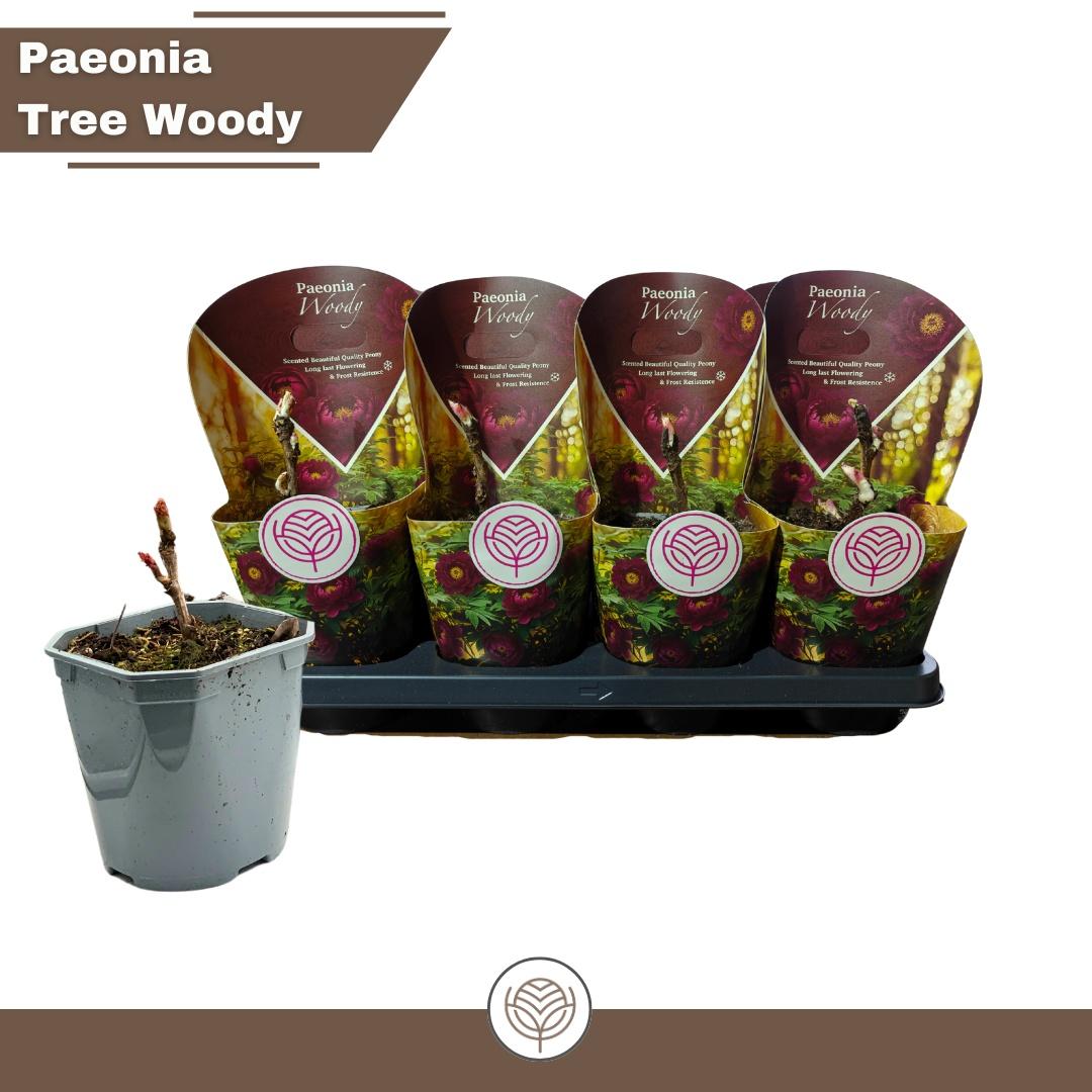 Горшечные цветы и растения оптом Paeonia Suffruticosa от 8шт из Голландии с доставкой по России