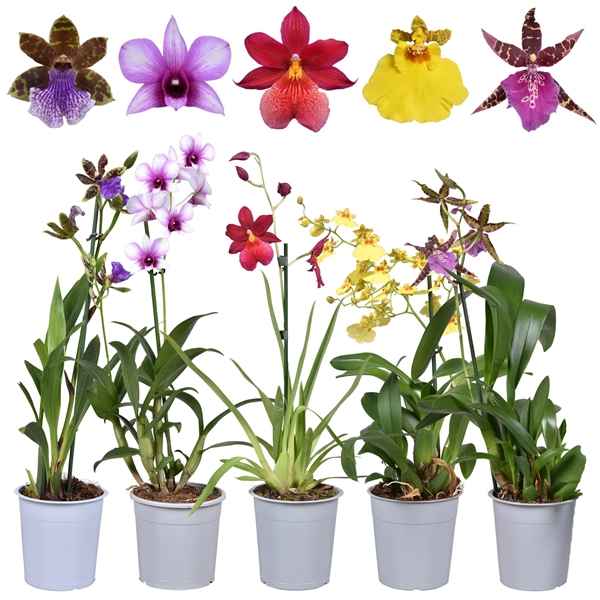 Горшечные цветы и растения оптом Orchid Mix Budget Short от 10шт из Голландии с доставкой по России