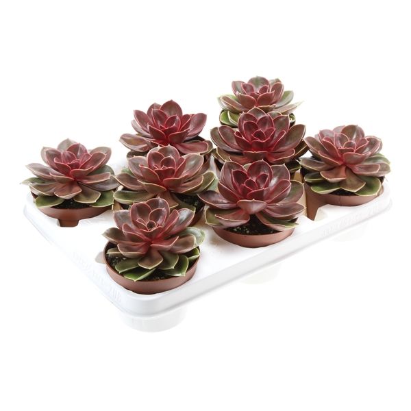 Горшечные цветы и растения оптом Echeveria Magic Parel от 8шт из Голландии с доставкой по России