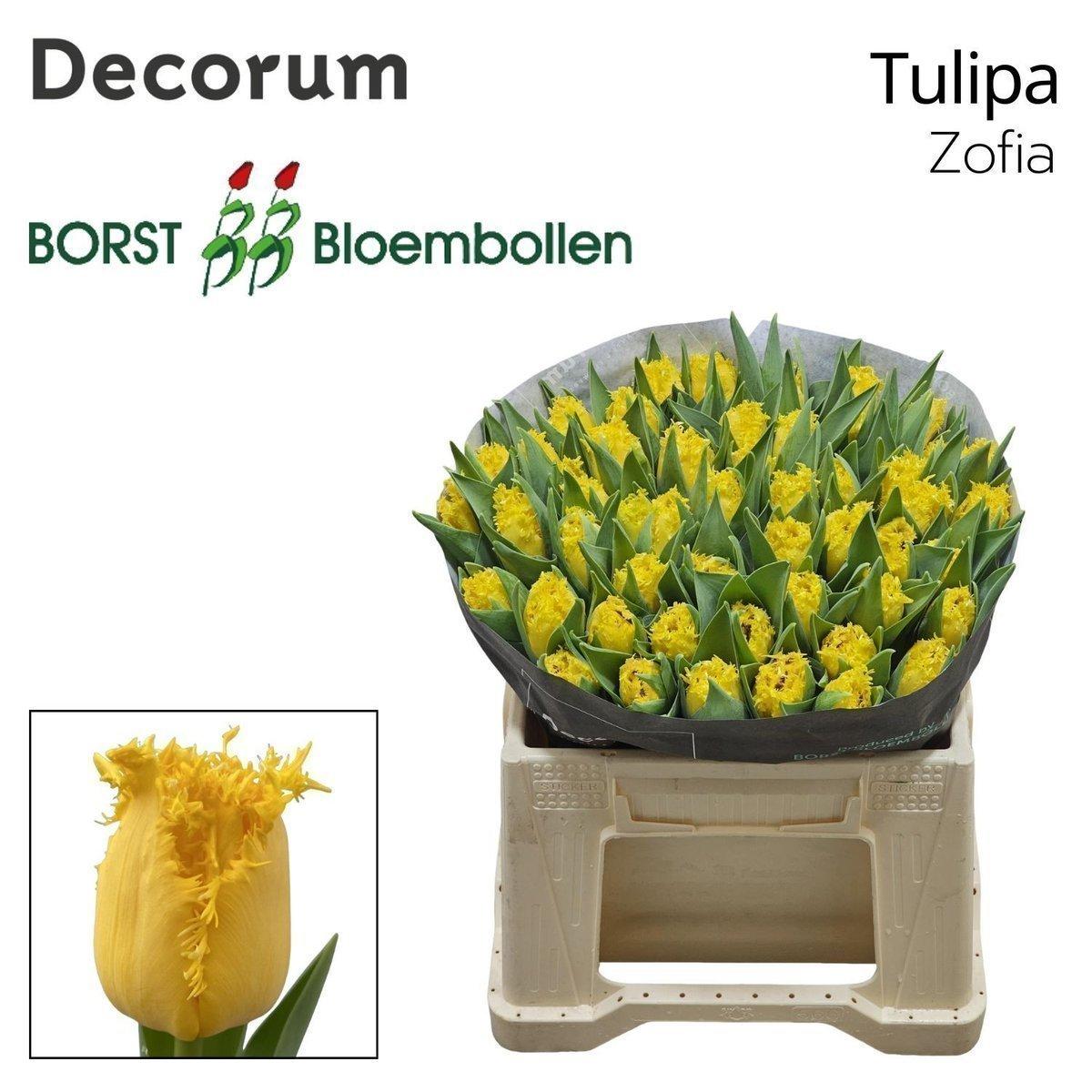 Срезанные цветы оптом Tulipa fr zofia от 50шт из Голландии с доставкой по России