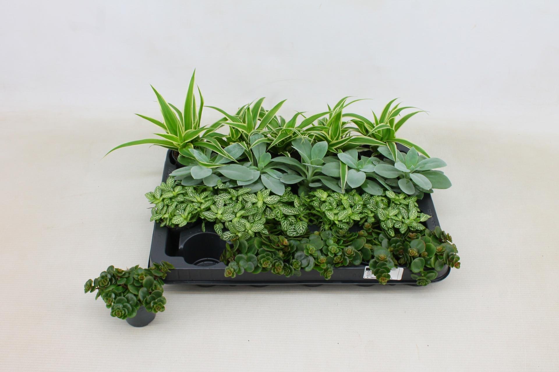 Горшечные цветы и растения оптом Kamerpl Gem Ov от 20шт (для телеги) из Голландии с доставкой по России