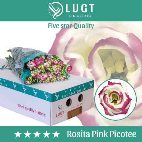 Срезанные цветы оптом Lisianthus do rosita pink picotee от 60шт. из Голландии с доставкой по России