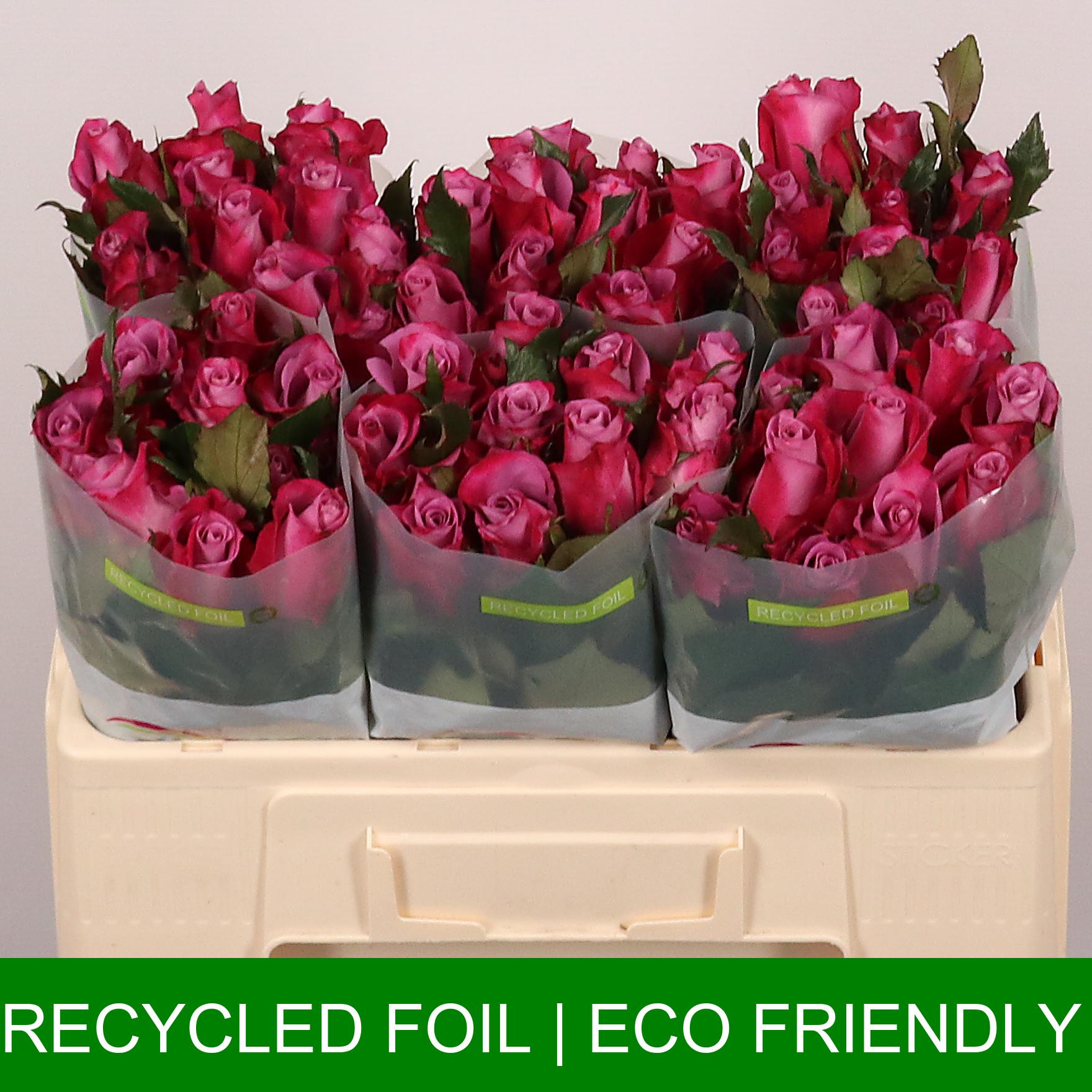 Срезанные цветы оптом Rosa large cassis от 60шт из Голландии с доставкой по России