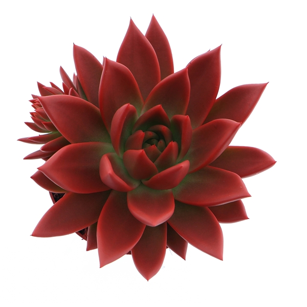 Горшечные цветы и растения оптом Echeveria Rainbow Red от 8шт из Голландии с доставкой по России