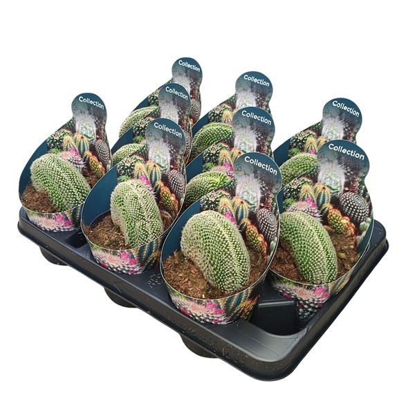 Горшечные цветы и растения оптом Mammillaria Matudae Crestata Potcover от 9шт из Голландии с доставкой по России