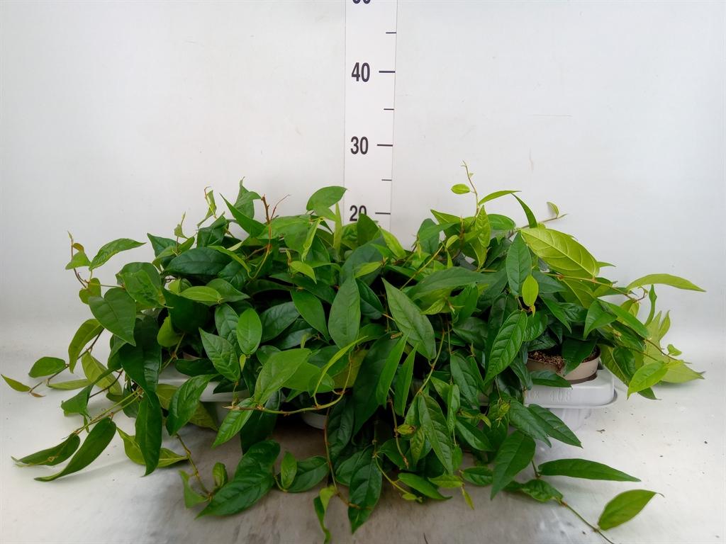 Горшечные цветы и растения оптом Ficus Sagittata от 8шт из Голландии с доставкой по России