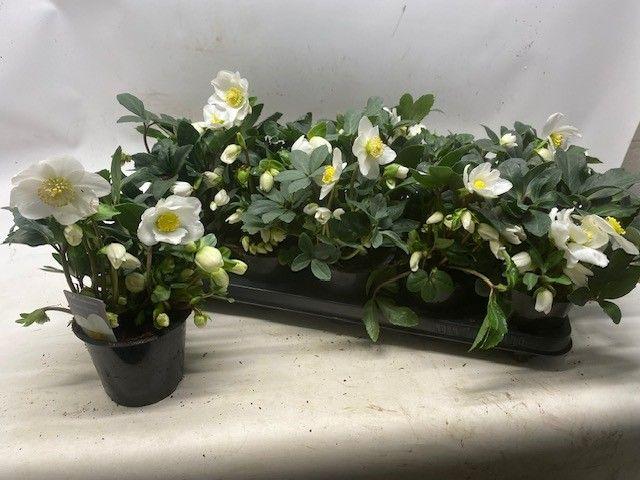 Горшечные цветы и растения оптом Hell Ni Happy Day от 10шт из Голландии с доставкой по России