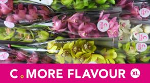 Срезанные цветы оптом Cymbidium mix от 9шт из Голландии с доставкой по России