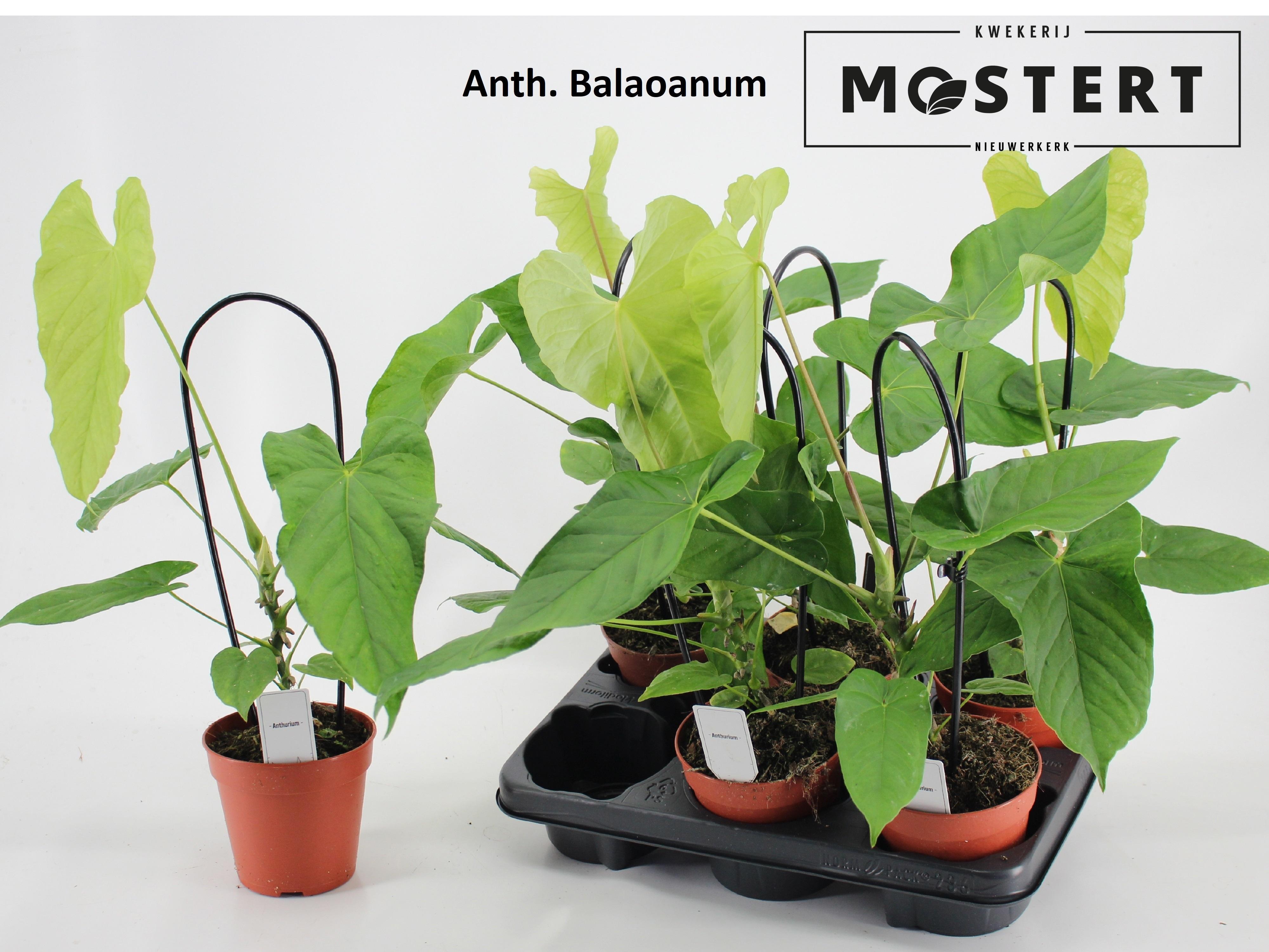 Горшечные цветы и растения оптом Anthurium Pink Blush от 6шт из Голландии с доставкой по России