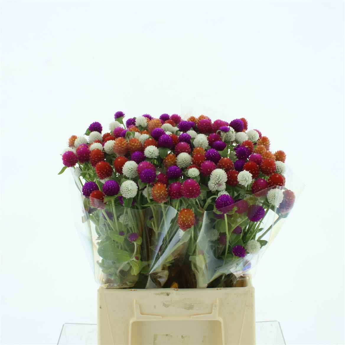 Срезанные цветы оптом Gomphrena globosa mix in bunch от 100шт из Голландии с доставкой по России