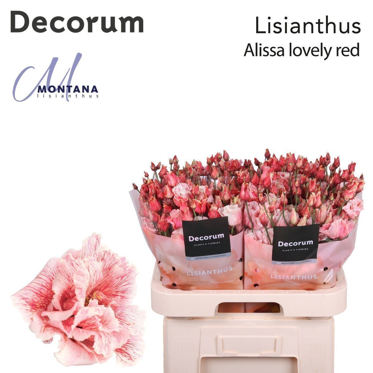 Срезанные цветы оптом Lisianthus do paint lovely red от 140шт. из Голландии с доставкой по России