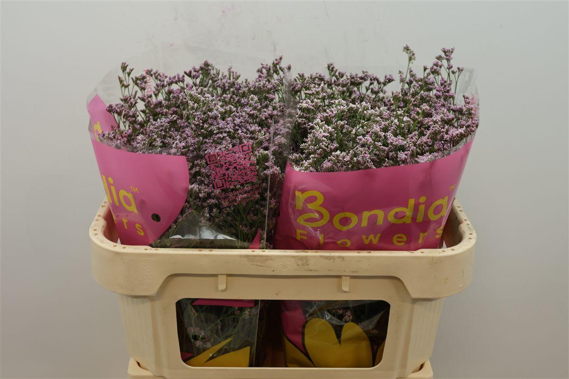 Срезанные цветы оптом Limonium safora oshi pink от 50шт.. из Голландии с доставкой по России