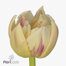 Срезанные цветы оптом Tulipa do flaming margarita от 150шт из Голландии с доставкой по России