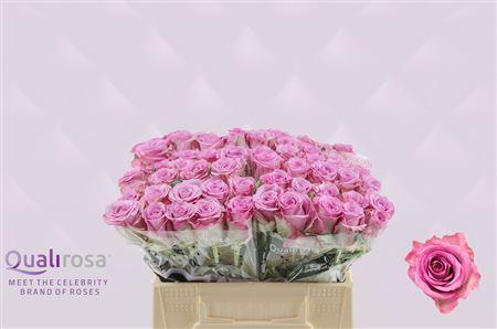 Срезанные цветы оптом Rosa large thriller от 460шт из Голландии с доставкой по России