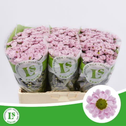 Срезанные цветы оптом Chrys sa rossi pink от 75шт из Голландии с доставкой по России