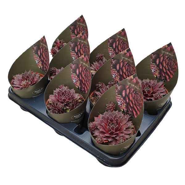 Горшечные цветы и растения оптом Sempervivum Coral Red Potcover от 9шт из Голландии с доставкой по России