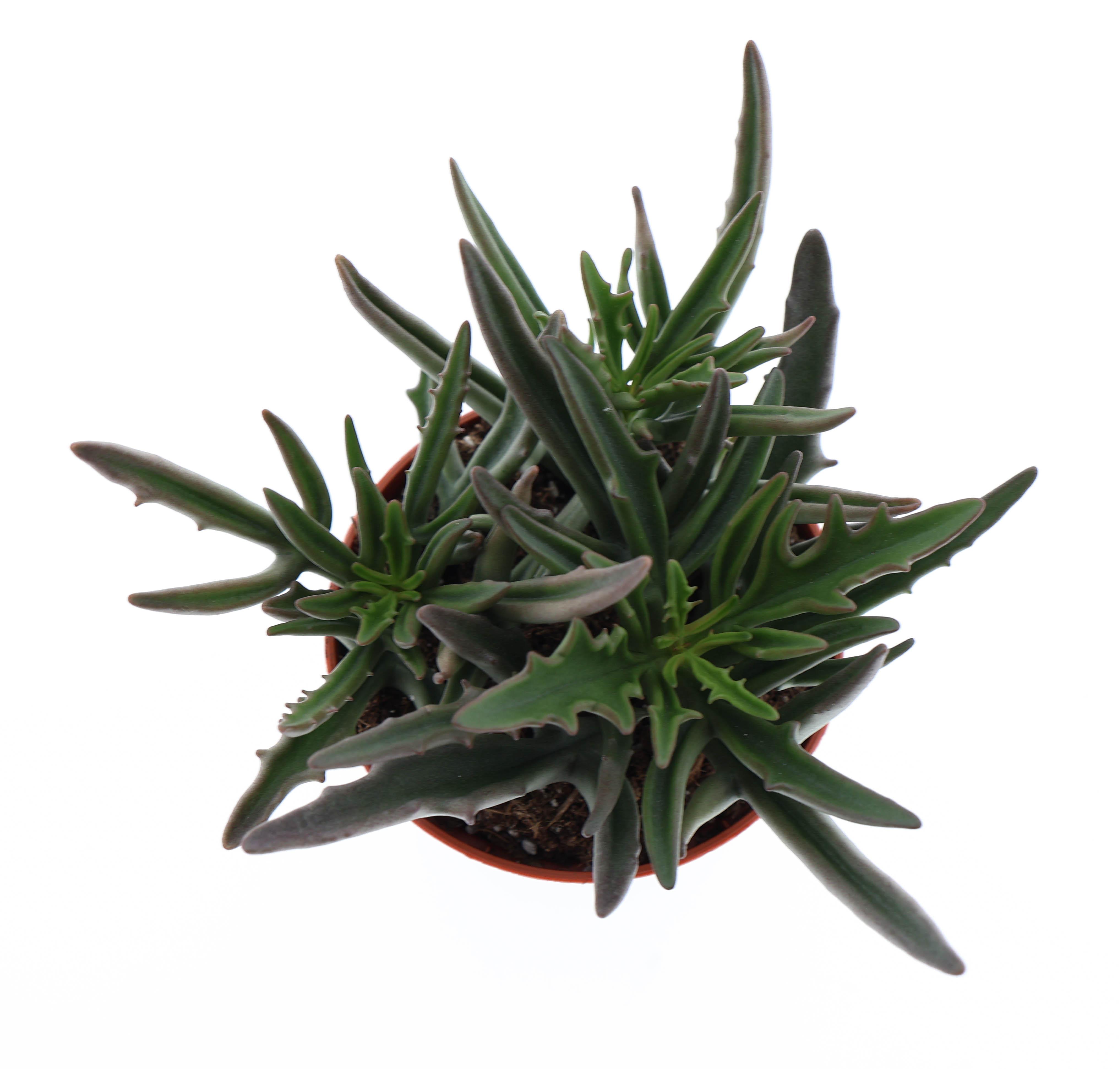 Горшечные цветы и растения оптом Kalanchoe Spider от 12шт (для телеги) из Голландии с доставкой по России