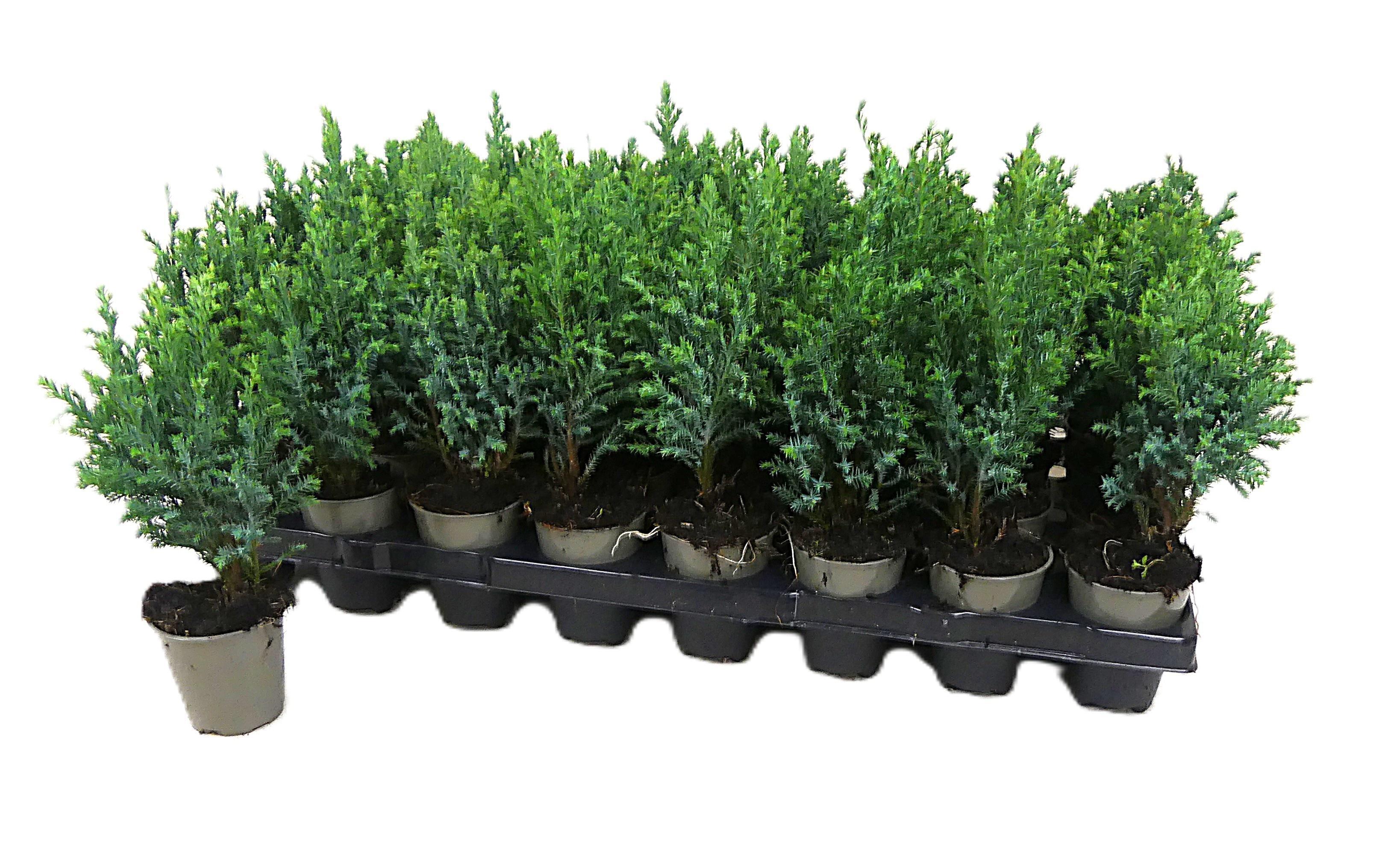 Горшечные цветы и растения оптом Chamaecyparis Law. Ellwoodii от 40шт (для телеги) из Голландии с доставкой по России