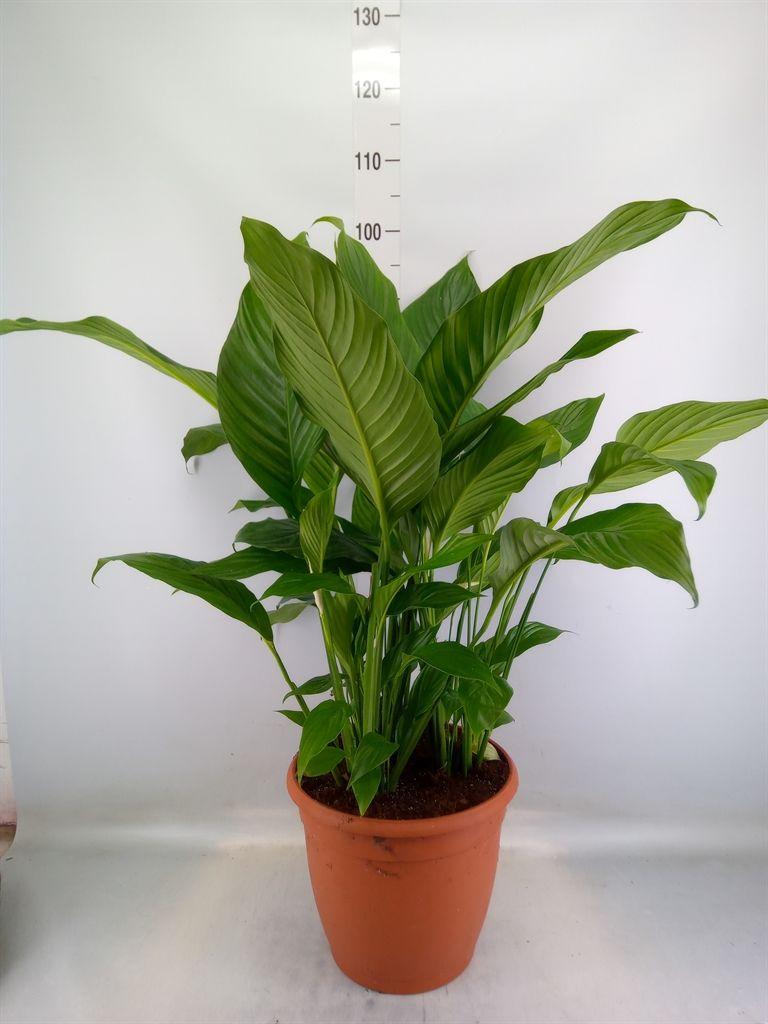 Горшечные цветы и растения оптом Spathiphyllum   ... от 1шт из Голландии с доставкой по России