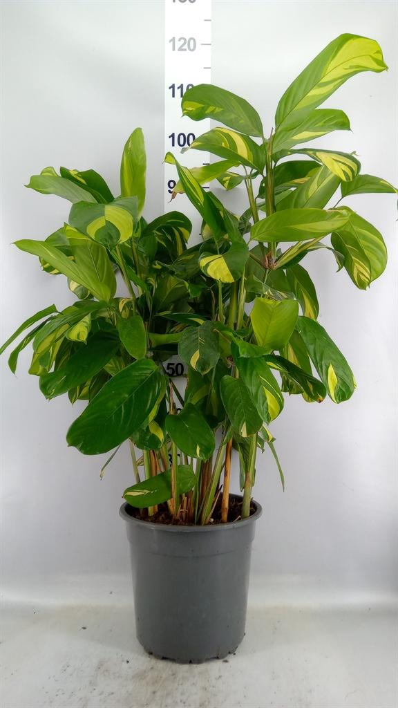 Горшечные цветы и растения оптом Ctenanthe Pilosa mosaic от 1шт из Голландии с доставкой по России