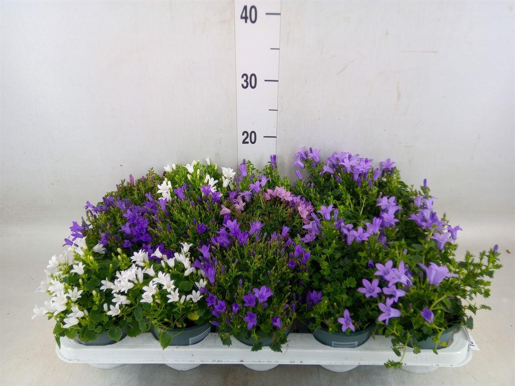Горшечные цветы и растения оптом Campanula Porten. от 15шт (для телеги) из Голландии с доставкой по России