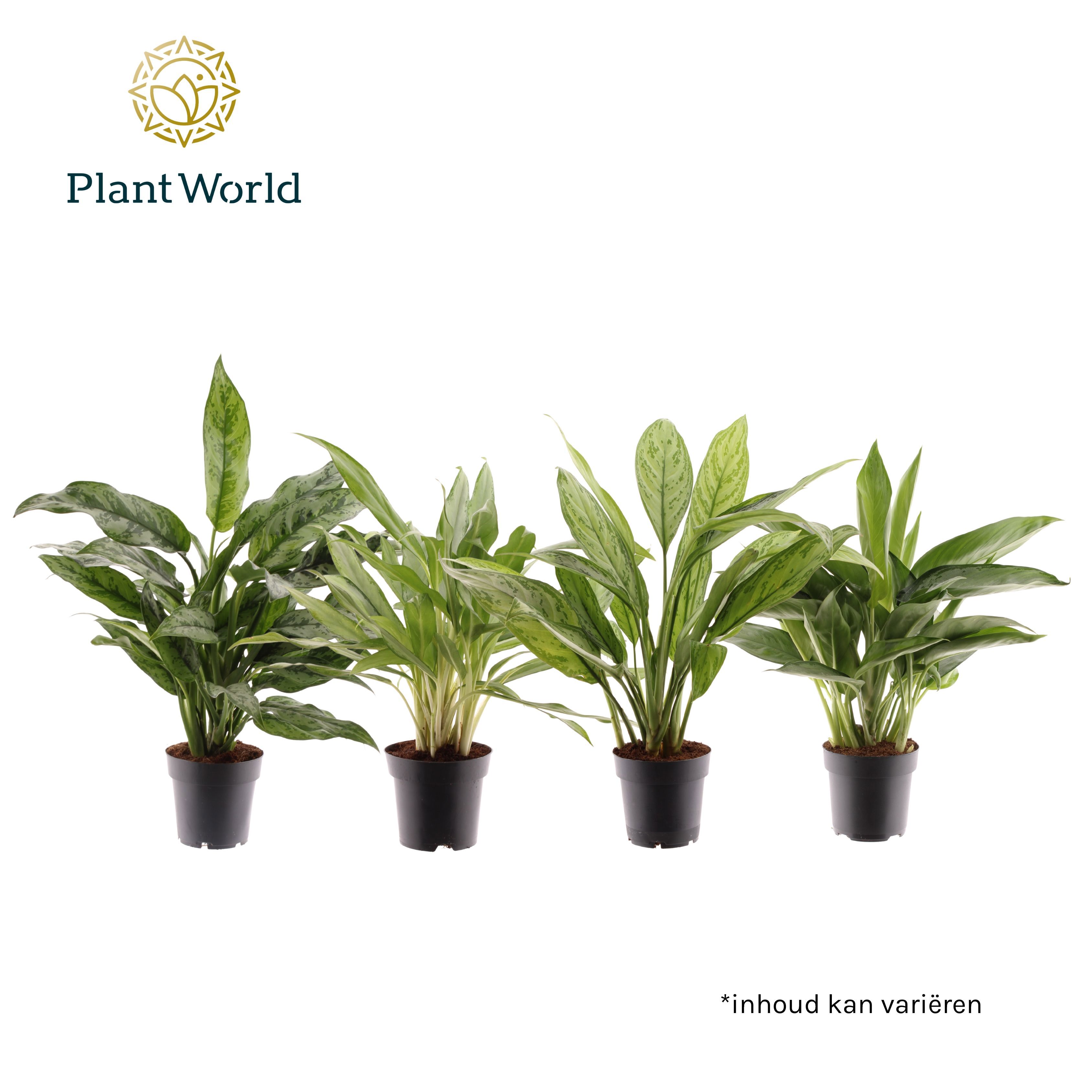 Горшечные цветы и растения оптом Aglaonema Mix от 7шт из Голландии с доставкой по России