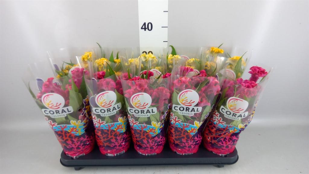 Горшечные цветы и растения оптом Celosia Arg. Cr hot Topic ..mix от 10шт из Голландии с доставкой по России