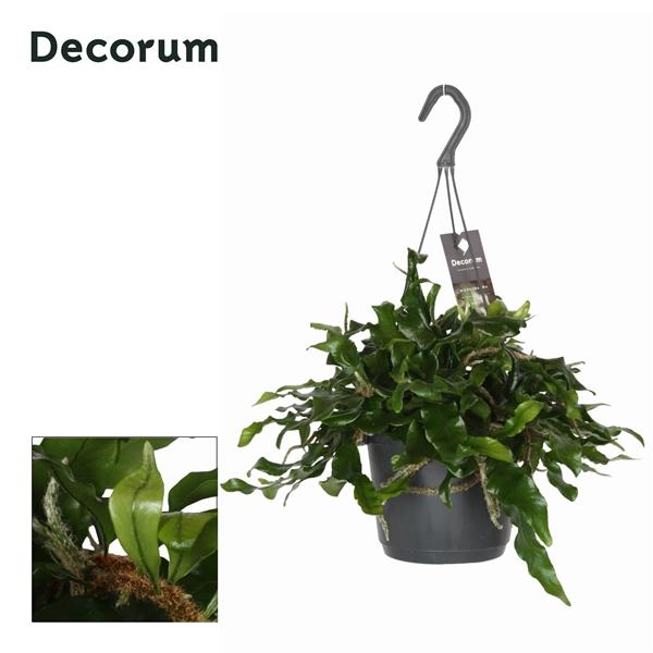 Горшечные цветы и растения оптом Microgramma Nitida Monkeyhill от 6шт из Голландии с доставкой по России