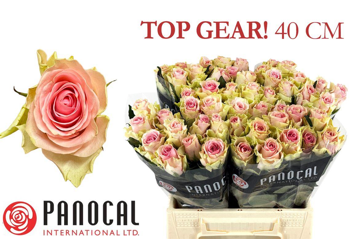 Срезанные цветы оптом Rosa large top gear от 50шт. из Голландии с доставкой по России