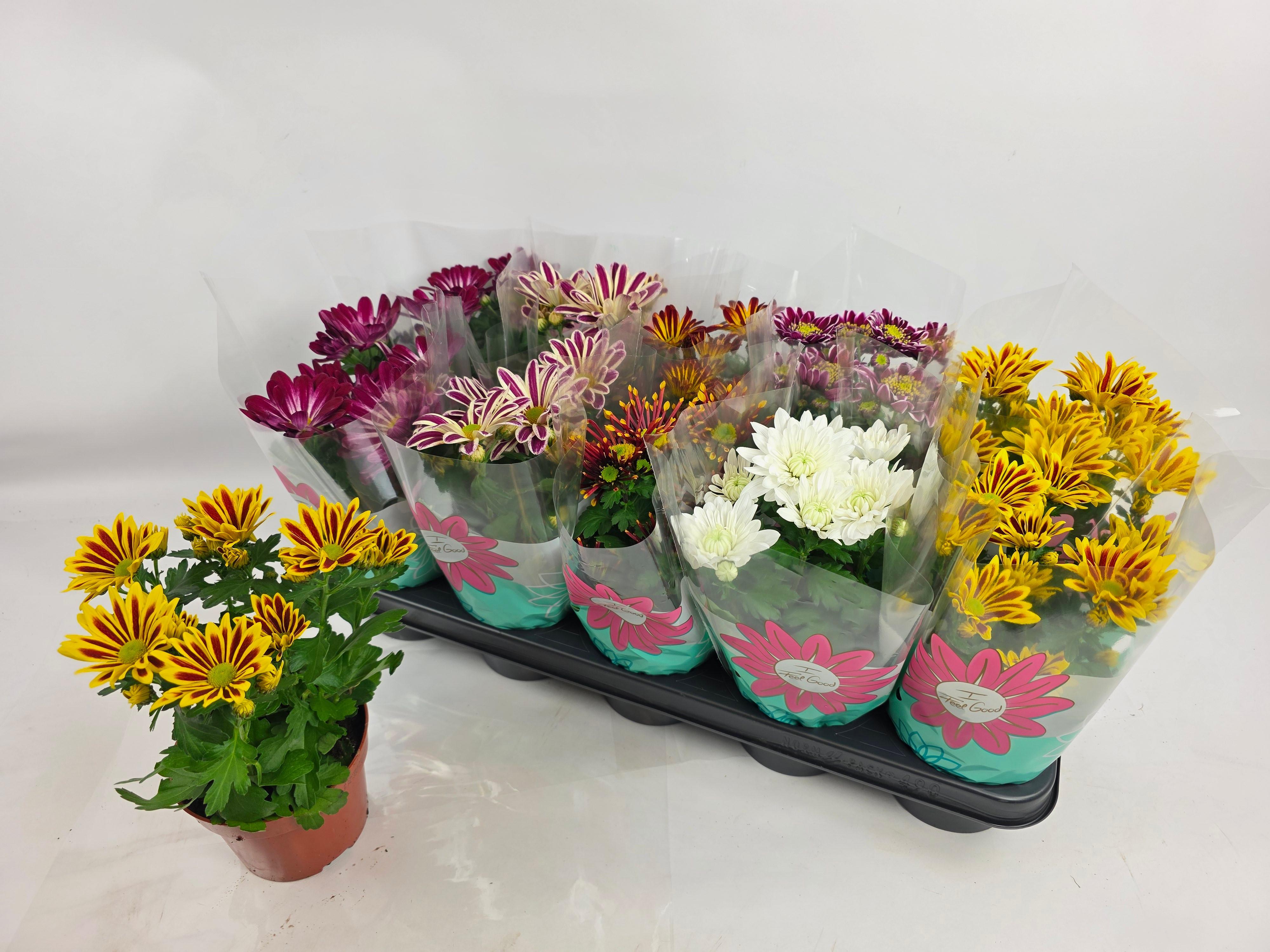 Горшечные цветы и растения оптом Chrys Gem 7 Kl от 10шт из Голландии с доставкой по России