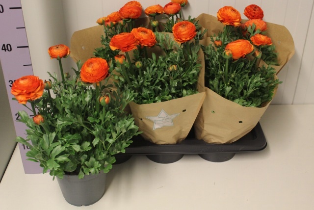 Горшечные цветы и растения оптом Ranun Sprink Orange от 6шт из Голландии с доставкой по России