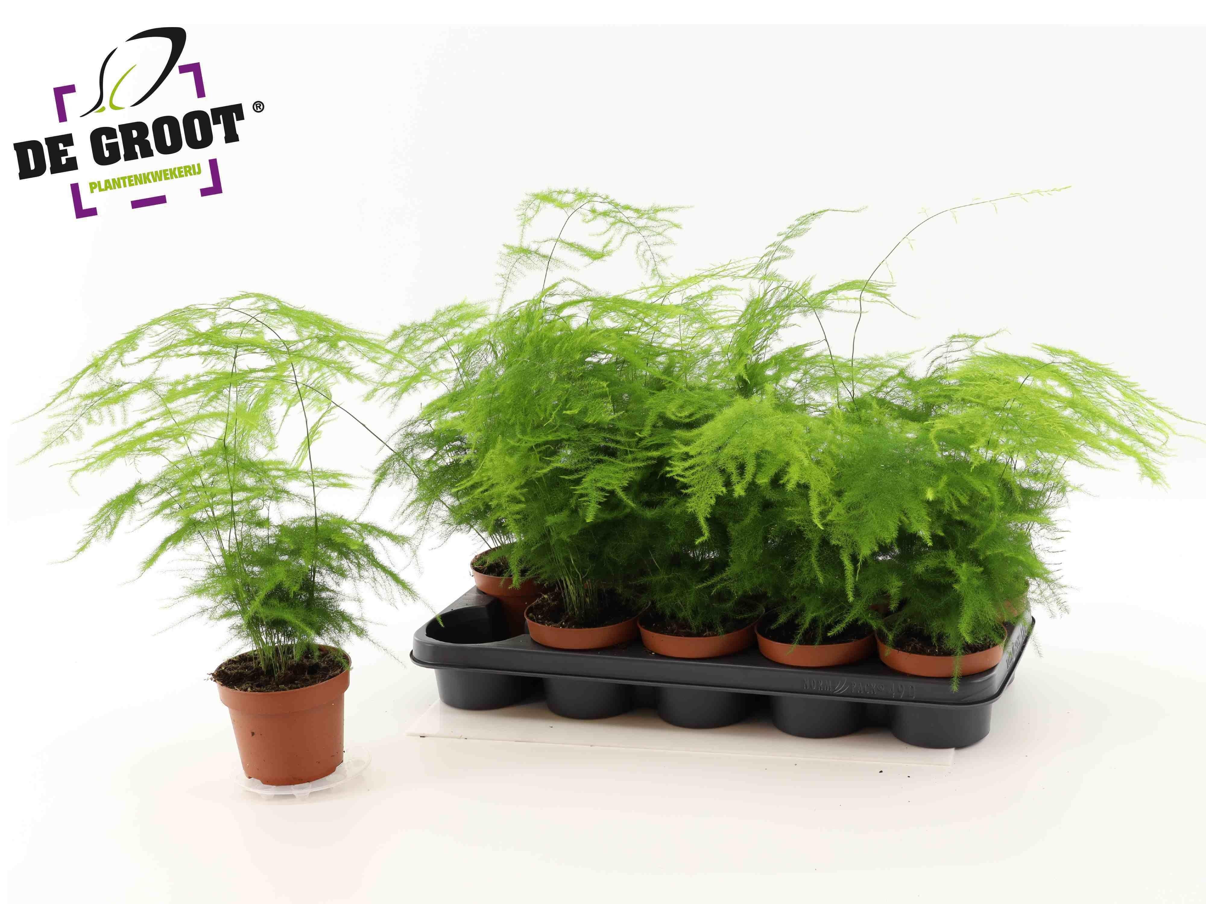 Горшечные цветы и растения оптом Aspar Setaceus от 10шт из Голландии с доставкой по России