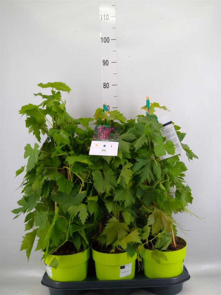 Горшечные цветы и растения оптом Vitis Vinifera от 3шт из Голландии с доставкой по России