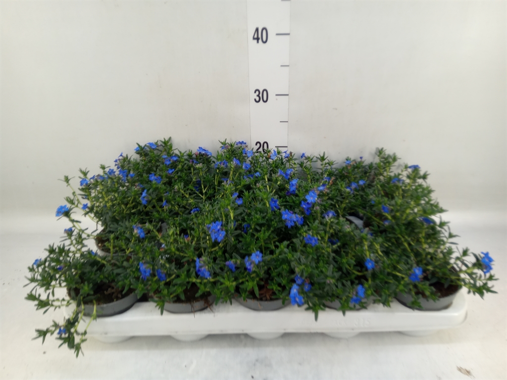 Горшечные цветы и растения оптом Glandora Diffusa от 15шт из Голландии с доставкой по России