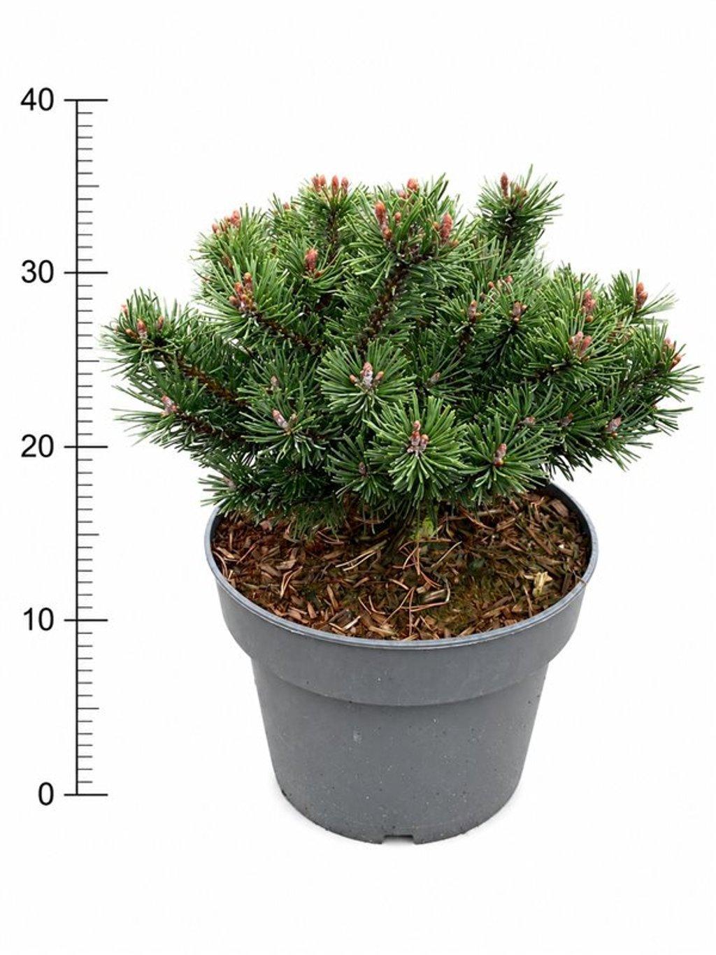 Горшечные цветы и растения оптом Pinus Mugo pumuckel от 1шт из Голландии с доставкой по России