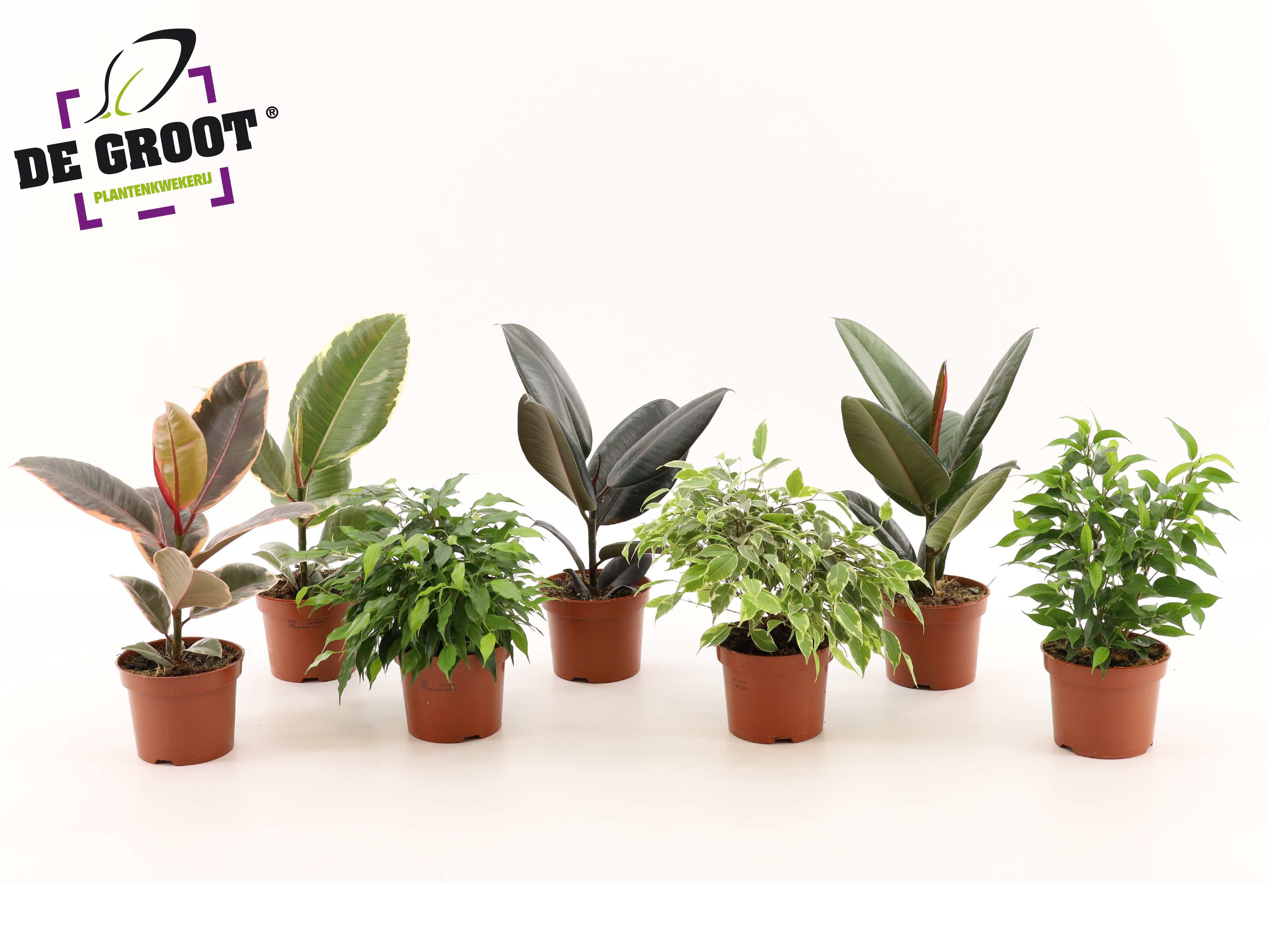Горшечные цветы и растения оптом Ficus Mix 6srt от 10шт из Голландии с доставкой по России