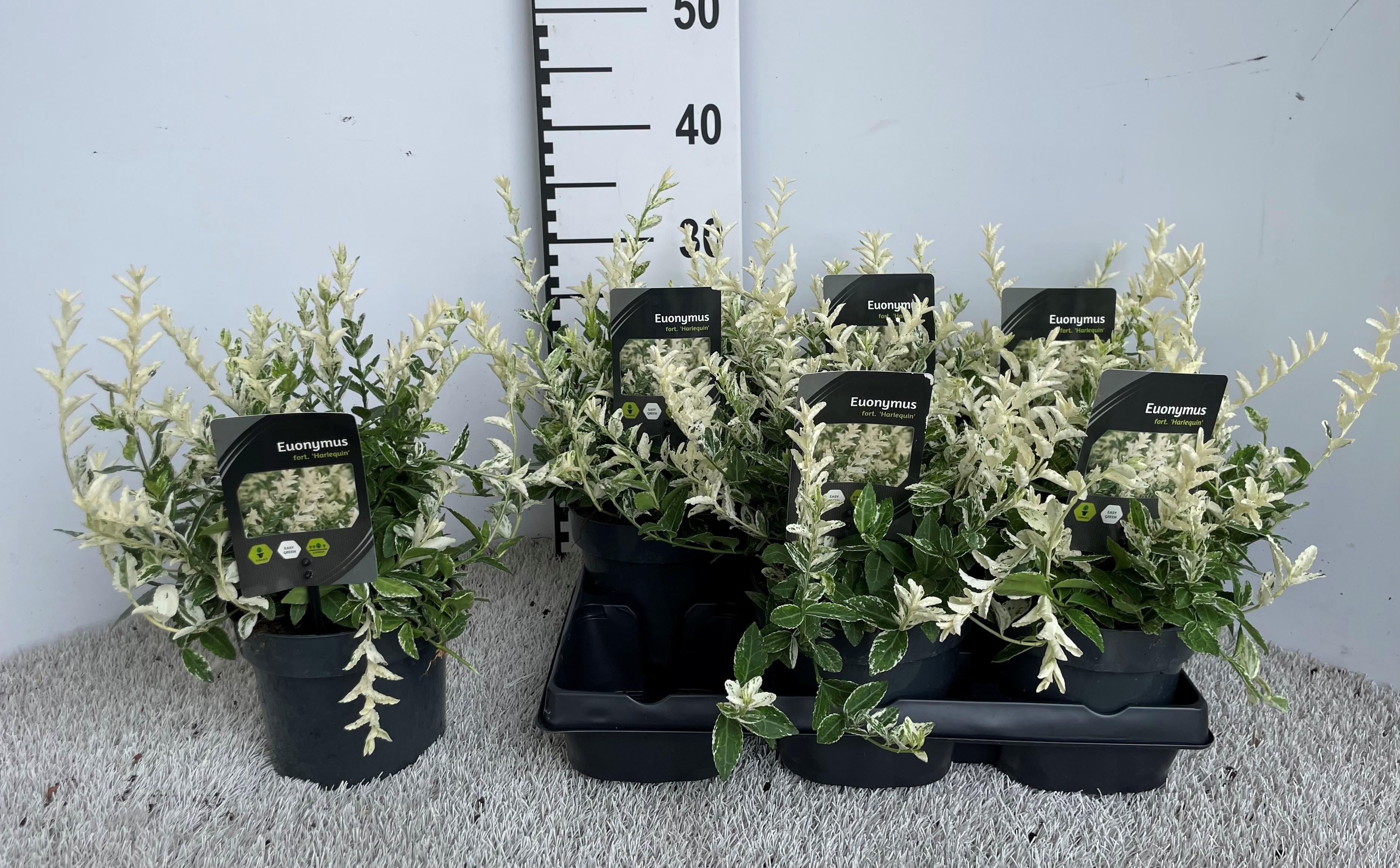 Горшечные цветы и растения оптом Euonymus Fo Harlequi от 6шт из Голландии с доставкой по России