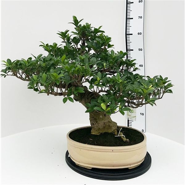 Горшечные цветы и растения оптом Bonsai Ficus Retusa, Pot 36cm. Height 70cm. (singl от 1шт из Голландии с доставкой по России