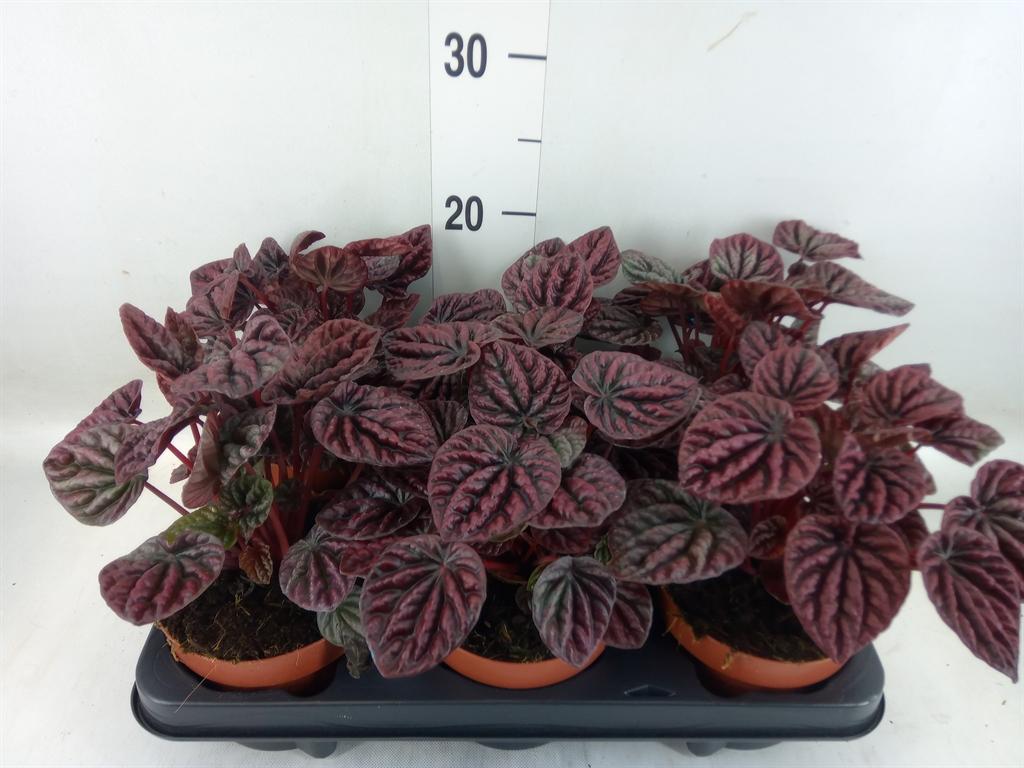 Горшечные цветы и растения оптом Peperomia Caperata   ... от 6шт из Голландии с доставкой по России