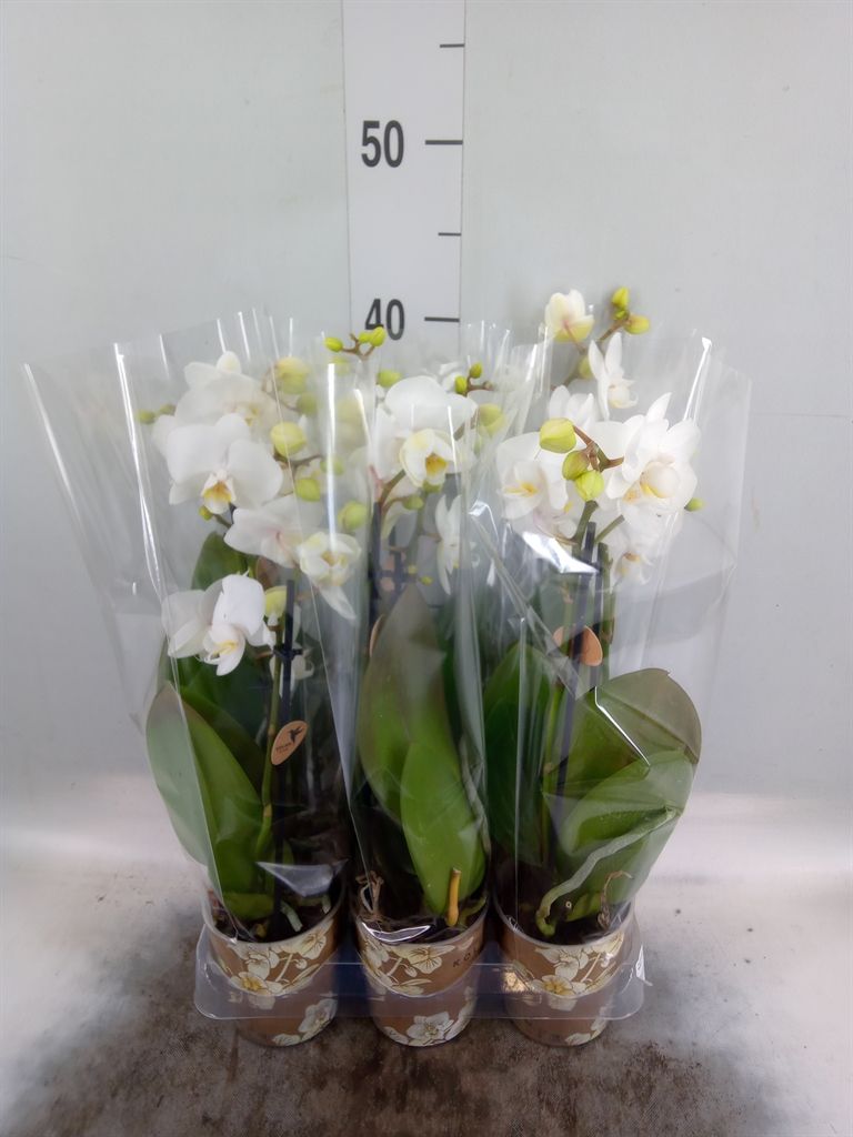 Горшечные цветы и растения оптом Phalaenopsis Multi.   ...white от 6шт (для телеги) из Голландии с доставкой по России