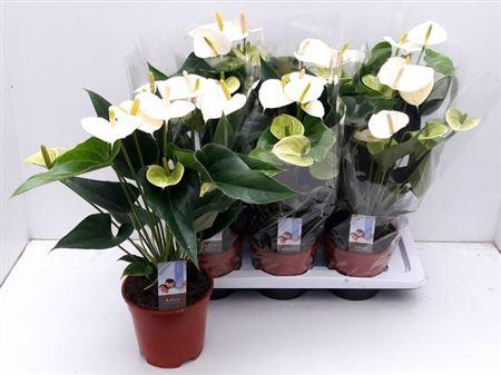 Горшечные цветы и растения оптом Anthu Fl Pristino 6+ от 6шт из Голландии с доставкой по России