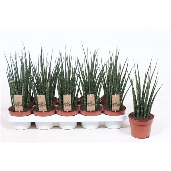 Горшечные цветы и растения оптом Sansevieria Fernwood Mikado от 6шт из Голландии с доставкой по России