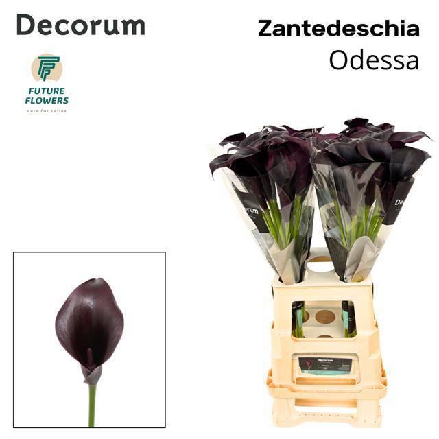 Срезанные цветы оптом Zantedeschia odessa от 40шт из Голландии с доставкой по России