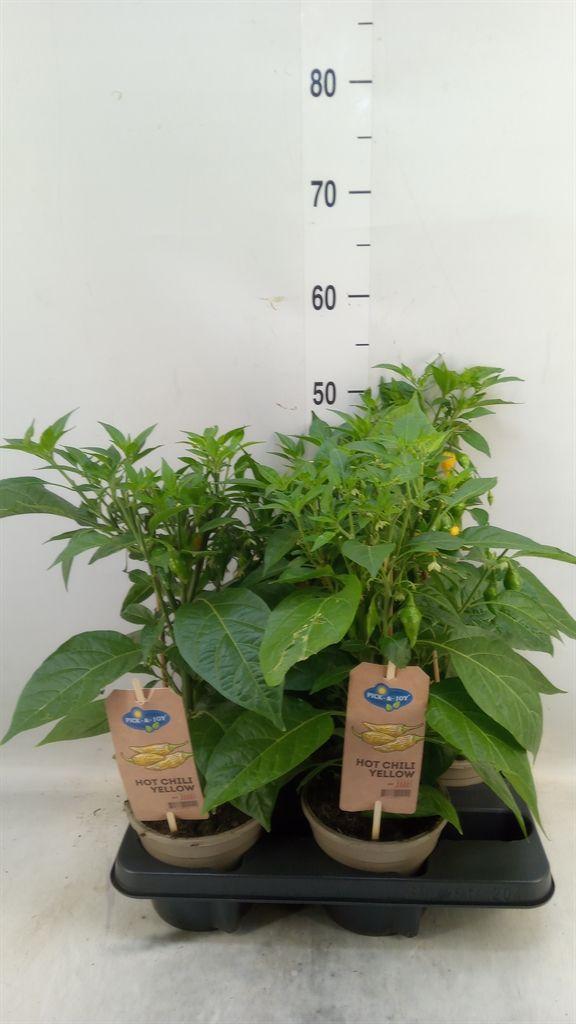 Горшечные цветы и растения оптом Capsicum Annuum   ...peper от 4шт из Голландии с доставкой по России