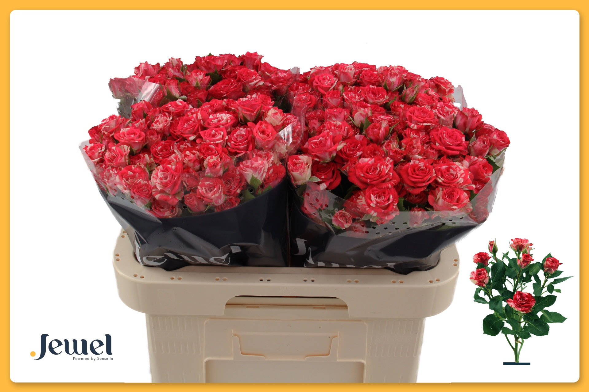 Срезанные цветы оптом Rosa spray fireworks от 60шт.. из Голландии с доставкой по России