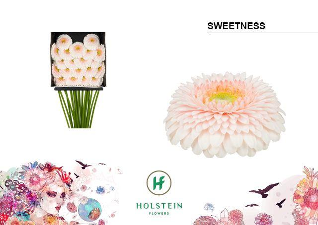 Срезанные цветы оптом Germini diamond gerponi sweetness от 20шт из Голландии с доставкой по России