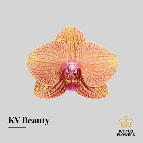 Срезанные цветы оптом Phalaenopsis kv beauty (per flower) от 25шт из Голландии с доставкой по России
