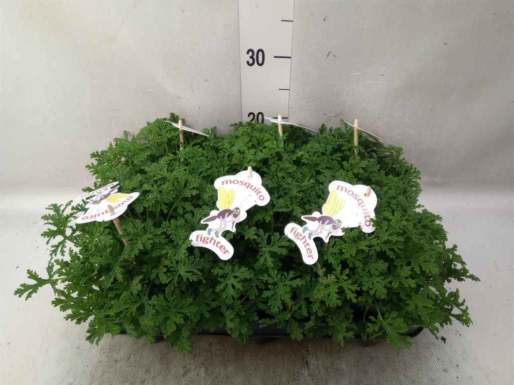 Горшечные цветы и растения оптом Pelargonium Graveolens от 6шт из Голландии с доставкой по России