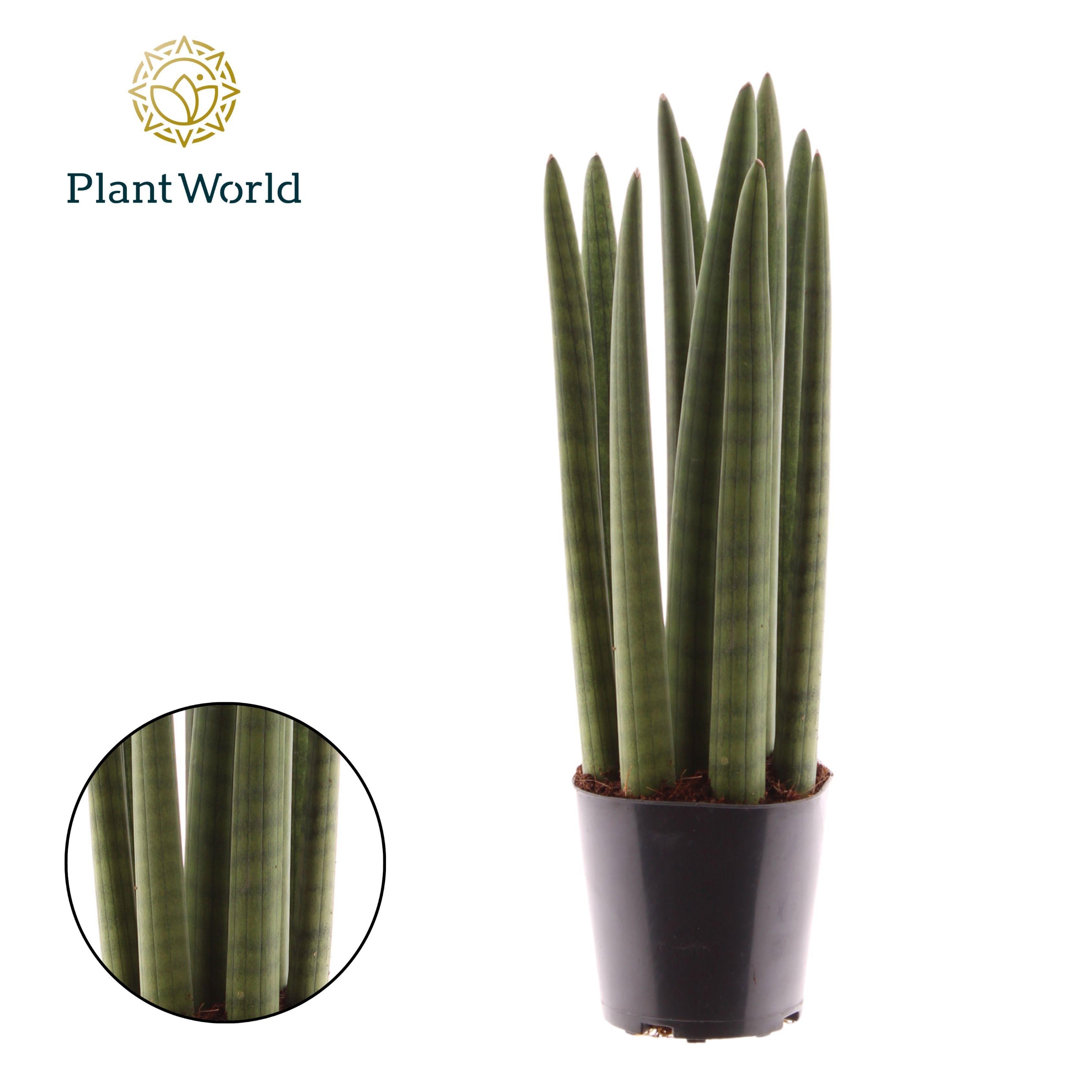 Горшечные цветы и растения оптом Sansevieria Cylindrica Spaghetti от 8шт из Голландии с доставкой по России